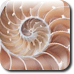 File:Shell-icon.png